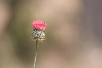 Red thistle