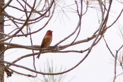 Purple Finch