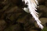 Nuthatch on palm frond