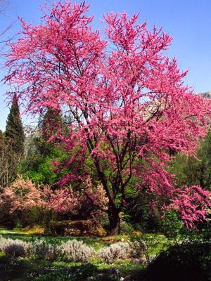 Pink - 2002 - by Pietrolucci R.