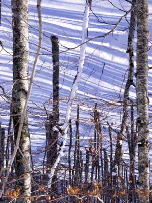 White under trees - 2005 - by Pietrolucci R.