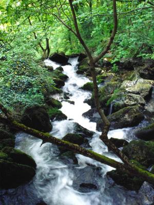 Stream - Stiffe 2005 - by Pietrolucci R.