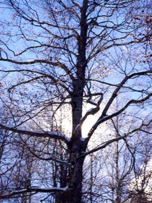 Pale sun - 2005 - by Pietrolucci R.