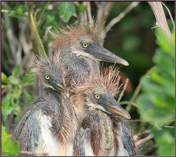 Tri-Colored Heron Chicks