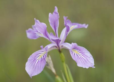 Iris tenax   Oregon iris