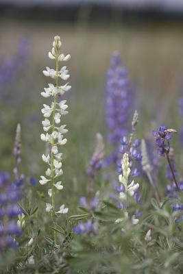 Lupinus lepidus (white form)