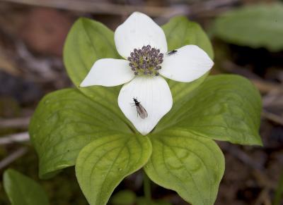 Cornus canadensis  (C. unalaskensis) Bunchberry