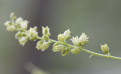 Heuchera grossulariifolia v. tenuilolia   Gooseberryleaf alumroot