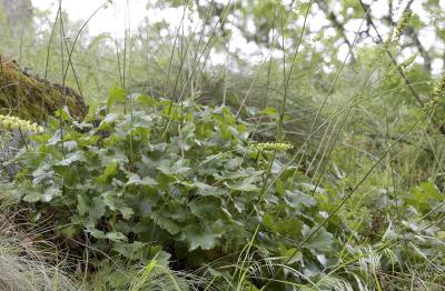 Heuchera grossulariifolia v. tenuilolia   Gooseberryleaf alumroot