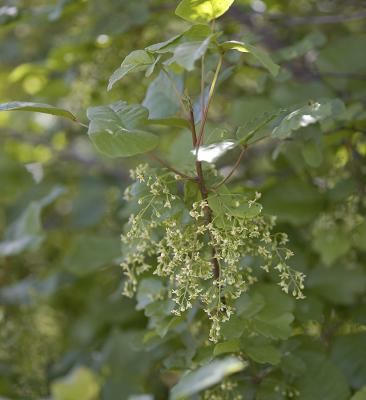 Rhus diversiloba  Pacific poison oak (syn, Toxicodendron diversilobum)