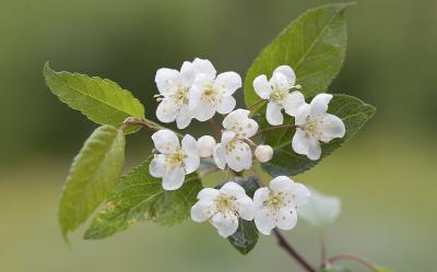 Pyrus fusca (syn. Malus fusca)  Western crabapple