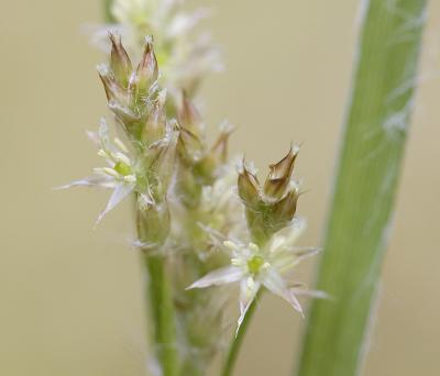 Luzula campestris  Field rush