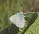 Bramble green hairstreak  Callophrys perplexa oregonensis