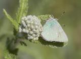 Bramble green hairstreak  Callophrys perplexa oregonensis