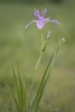 Iris tenax   Oregon iris