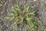 Panicum scribnerianum   Scribners witchgrass