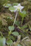 Pyrola uniflora   Single delight  (syn. Moneses uniflora)