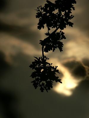 Hawthorn silhouette