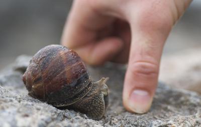 Huge snail