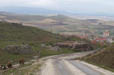 Cows