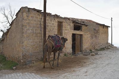 Camel in Uchisar