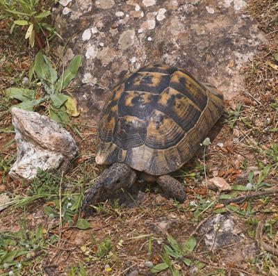 Turtle