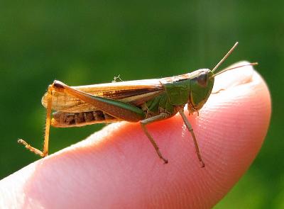 Grasshopper 2