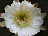 Cactus flower