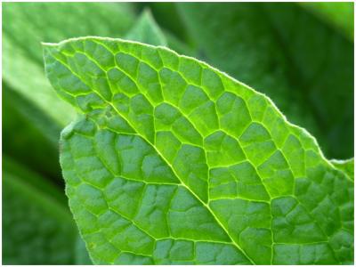 Back-lit Leaf