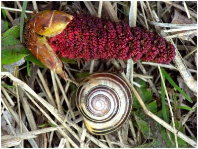 Snail Shell and Seed Pod