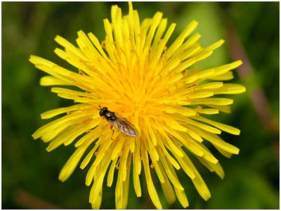 Dandelion