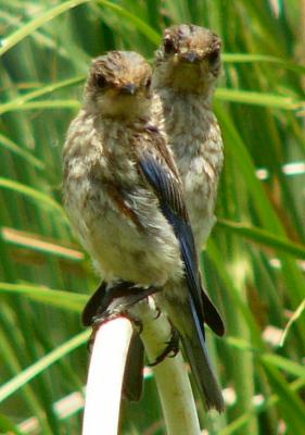 twins july 22 043.jpg