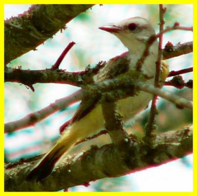 juvie scissortail july 20 047.jpg