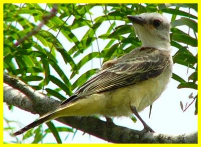 juvy scissortail july 20 059.jpg