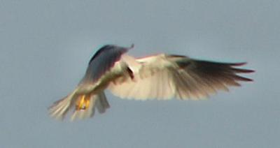 whitetailedkite