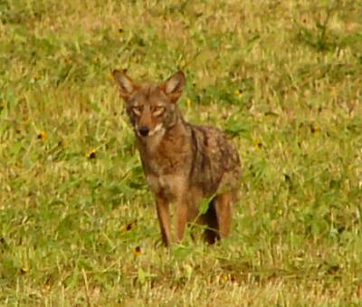 may2coyote 001.jpg