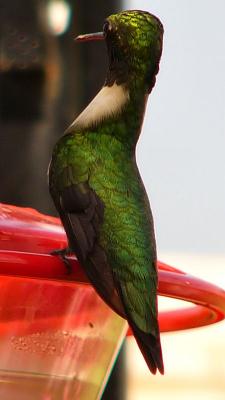 hummerfriends2005