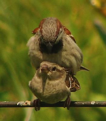 matingsparrows
