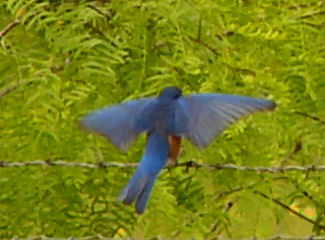 blues