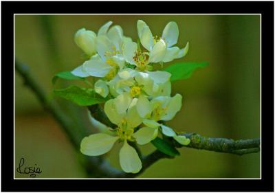 Apple Blossom.