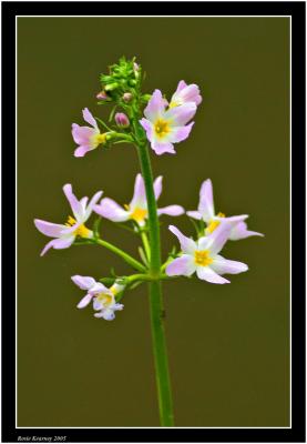 u26/rosiek/medium/43645823.NewFolderWildflower.jpg