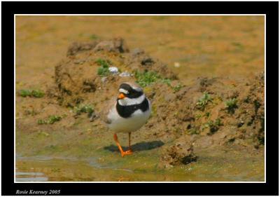  Ring Plover.jpg