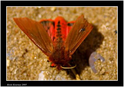 Ruby Tiger Moth.jpg