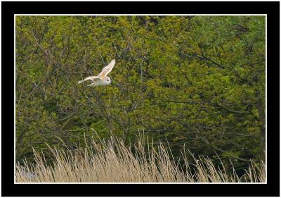 barn owl.jpg