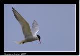 Common Tern.jpg