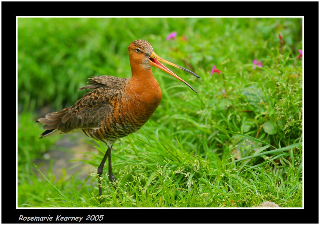 Blacktailed Godwit.JPG