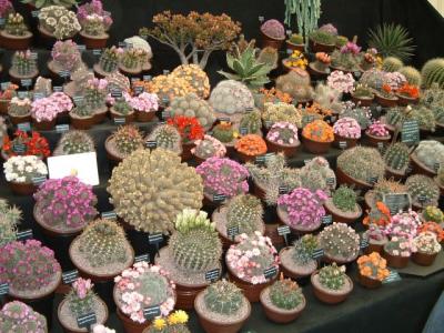chelsea_flower_show_2003