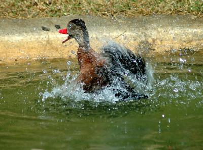duck6775.jpg