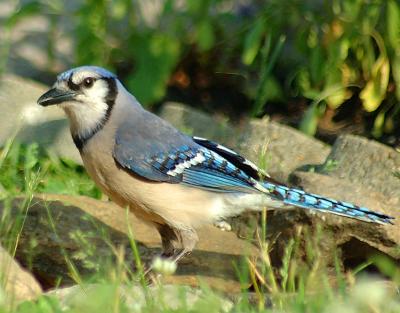Adult male Blue Jay