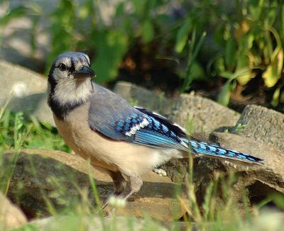 Adult male Blue Jay